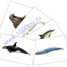 Карточки Домана Морские млекопитающие 00.jpg