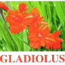 E16 Gladiolus.jpg