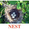 E35 Nest обложка (2).jpg