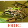 E62 Frog.jpg