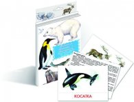 Карточки Домана "Животные Арктики и Антрактики"