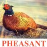 E42-Pheasant.jpg