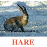 E02 Hare (2).jpg