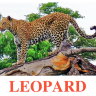 E02 Leopard обложка (2).jpg