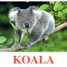 E02-Koala (2).jpg