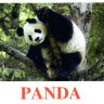 E03 Panda (2).jpg
