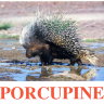 E03 Porcupine обложка (2).jpg
