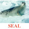 E03 Seal (2).jpg
