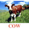 E04 Cow-обложка (2).jpg