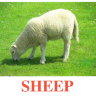 E04 Sheep (2).jpg
