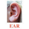 E52 Ear.jpg