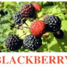 E09 Blackberry обложка (2).jpg