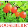 E09 Gooseberry (2).jpg