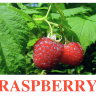 E09 Raspberry (2).jpg
