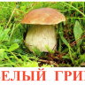 К11 Белый гриб (2).jpg