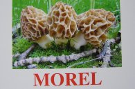 Карточки Домана "Mushrooms" ("Грибы")