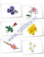 Карточки Домана "Цветы садовые"
