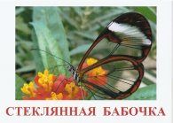 Карточки Домана "Бабочки"