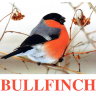 E12 Bullfinch.jpg