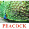 E12 Peacock обложка (2).jpg