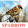 E12 Sparrow.jpg