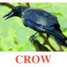 E13 Crow.jpg