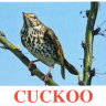 E13 Cuckoo обложка (2).jpg