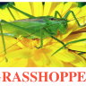 E14 Grasshopper обложка (2).jpg
