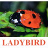 E14 Ladybird.jpg