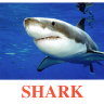 E15 Shark.jpg