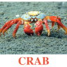 E15 Crab обложка.jpg