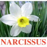 E16 Narcissus (2).jpg