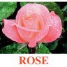 E16 Rose обложка.jpg