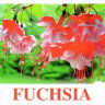 E17 Fuchsia.jpg
