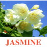 E17 Jasmine Обложка.jpg