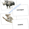 Карточки Домана млекопитающие 05.jpg