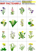 Разрезные карточки "Мир растений-2"