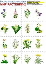 Разрезные карточки "Мир растений-2"