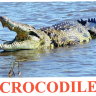 E62 Crocodile.jpg