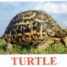 E62 Turtle-обложка.jpg