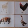 Карточки Домана "Домашние животные" без фактов