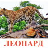 К02 Леопард-обложка.jpg