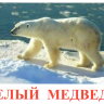 К02 Белый медведь.jpg